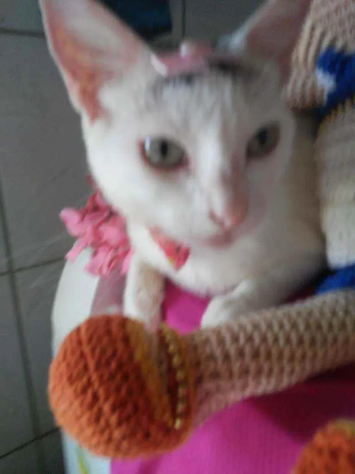 Gato ra a Comum idade 2 anos nome Lilica