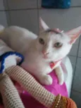 Lilica