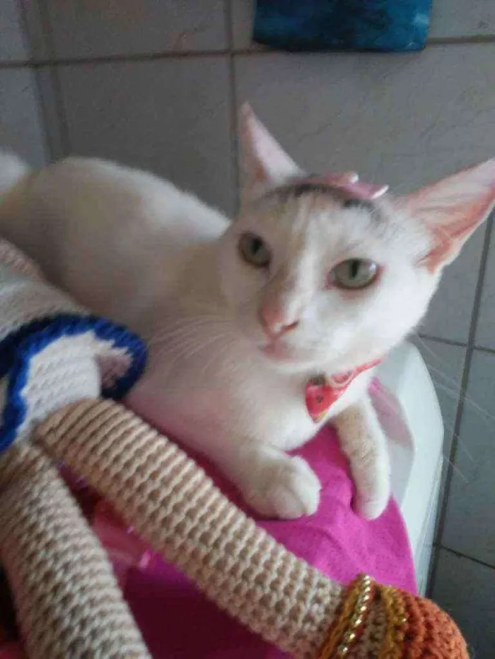 Gato ra a Comum idade 2 anos nome Lilica