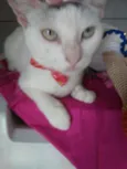 Lilica