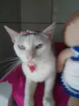 Lilica