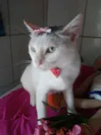 Lilica