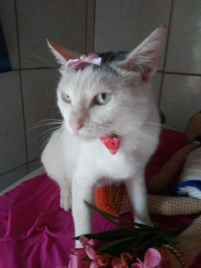Gato ra a Comum idade 2 anos nome Lilica