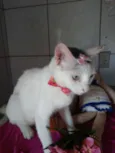 Lilica