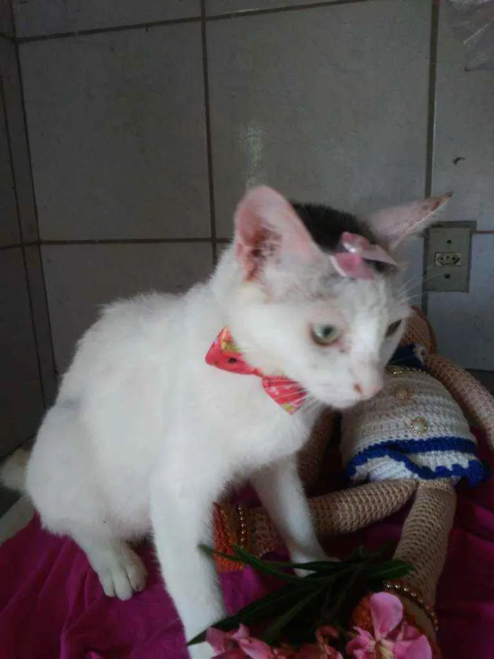 Gato ra a Comum idade 2 anos nome Lilica