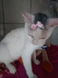 Lilica