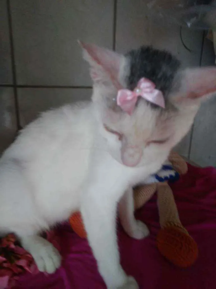 Gato ra a Comum idade 2 anos nome Lilica