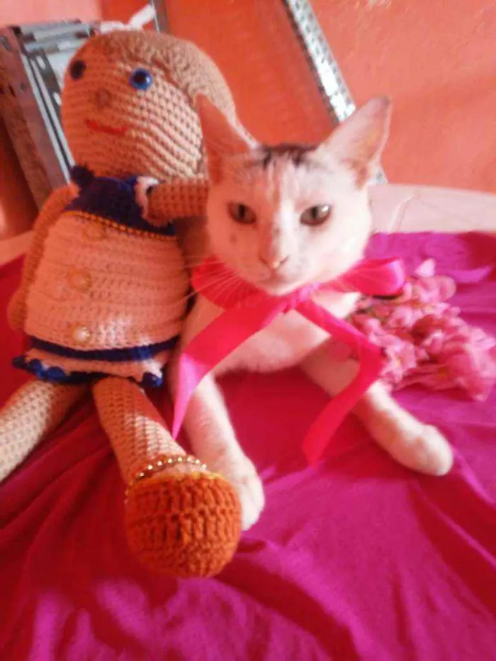 Gato ra a Comum idade 2 anos nome Lilica