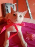 Lilica