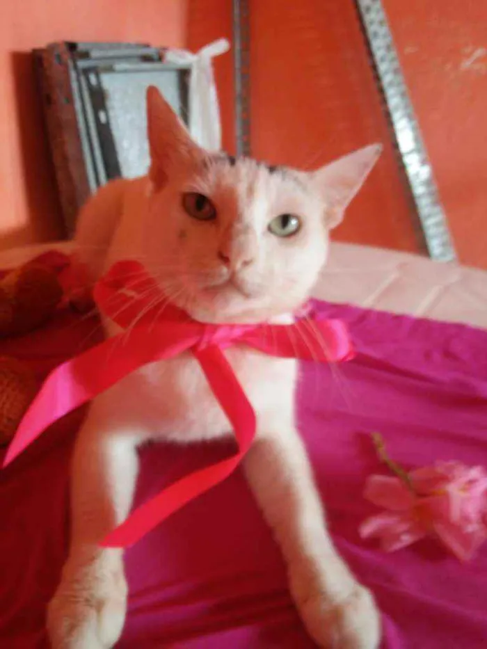 Gato ra a Comum idade 2 anos nome Lilica