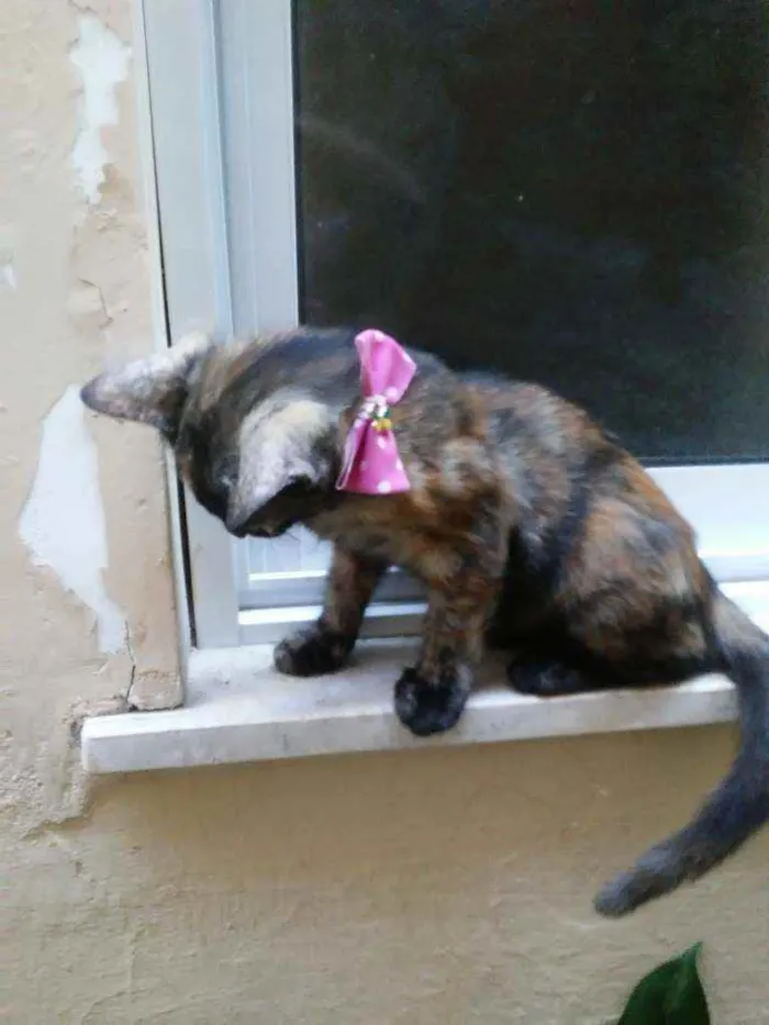 Gato ra a Comum idade 2 a 6 meses nome Nina