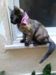 Nina