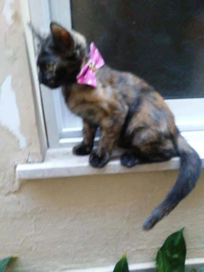 Gato ra a Comum idade 2 a 6 meses nome Nina