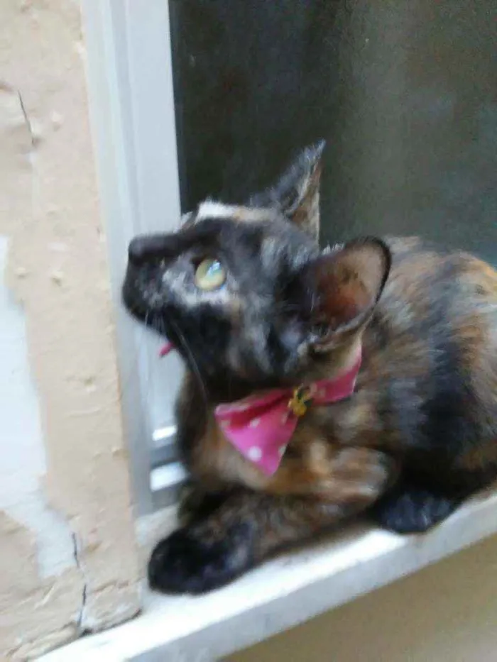 Gato ra a Comum idade 2 a 6 meses nome Nina