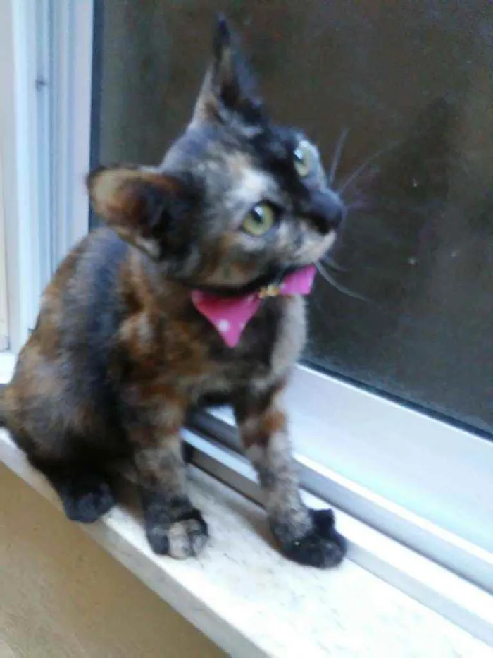 Gato ra a Comum idade 2 a 6 meses nome Nina