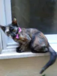 Nina