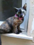 Nina