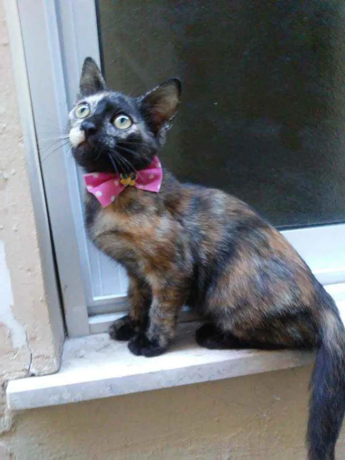 Gato ra a Comum idade 2 a 6 meses nome Nina