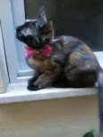 Nina