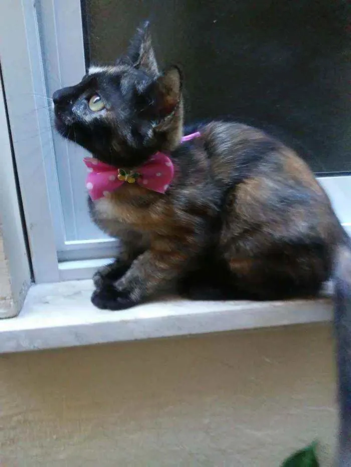 Gato ra a Comum idade 2 a 6 meses nome Nina