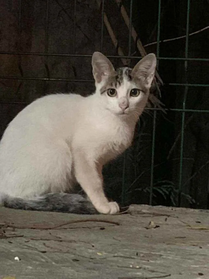 Gato ra a SRD idade 2 a 6 meses nome NA