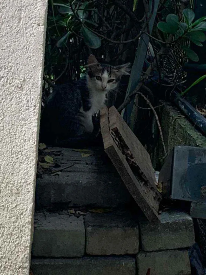 Gato ra a SRD idade 2 a 6 meses nome NA