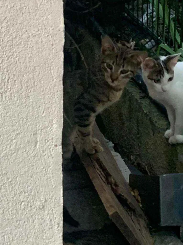 Gato ra a SRD idade 2 a 6 meses nome NA