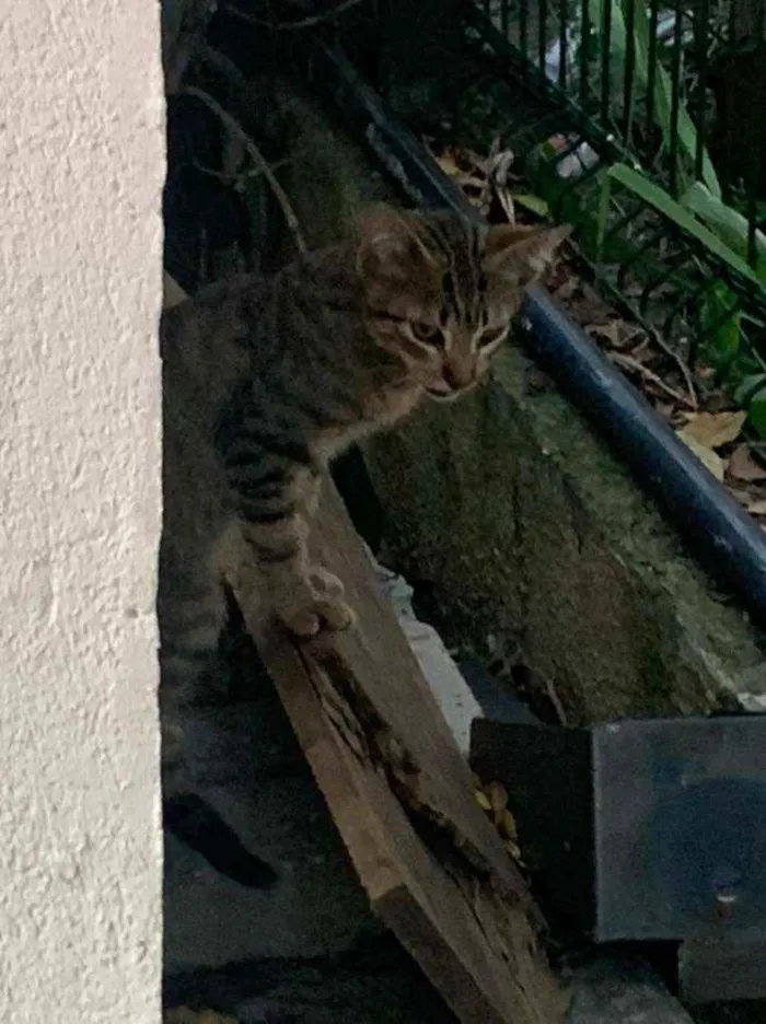 Gato ra a SRD idade 2 a 6 meses nome NA