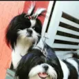 Luna e Belinha 