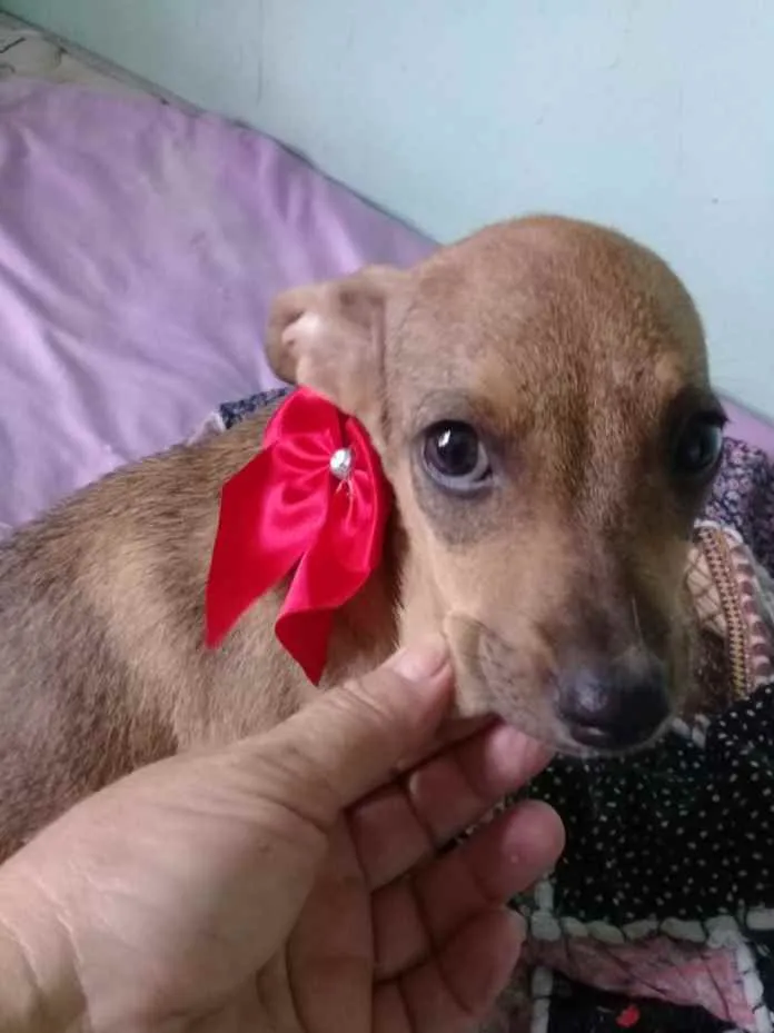 Cachorro ra a SRD idade 2 a 6 meses nome Cocada