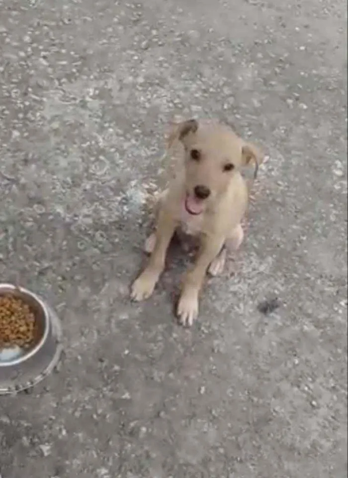 Cachorro ra a SRD idade 2 a 6 meses nome BILLY