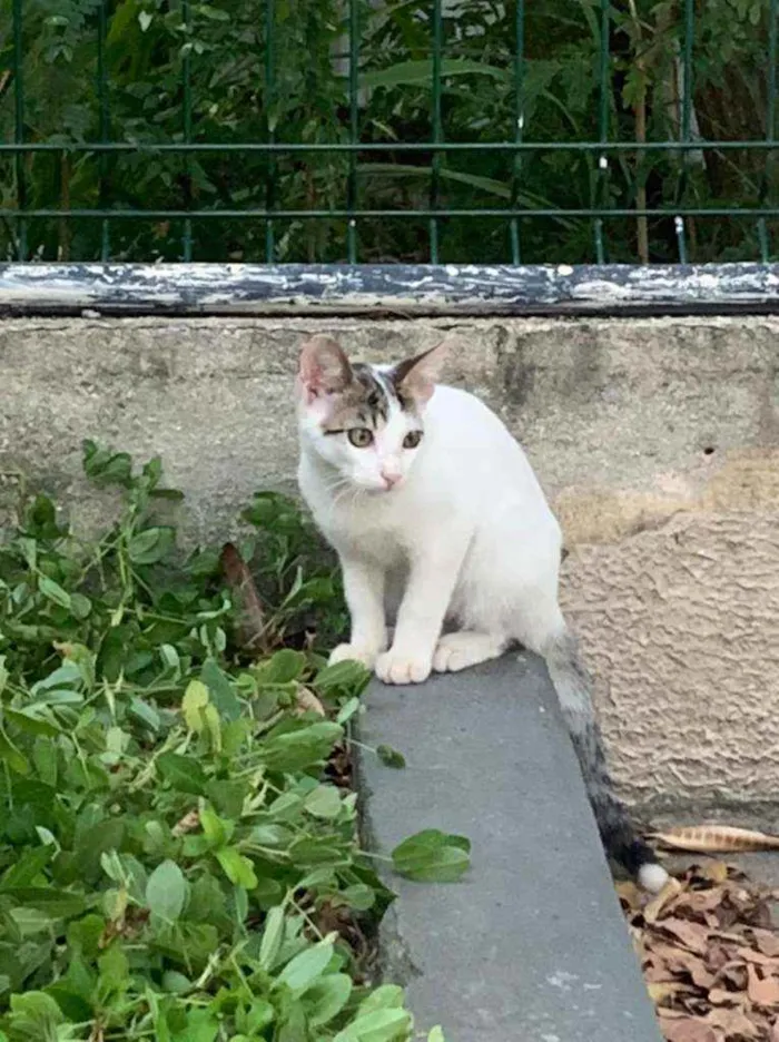 Gato ra a SRD idade 2 a 6 meses nome NA