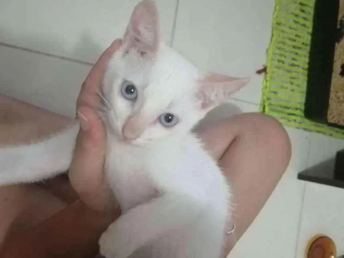 Gato ra a SRD idade 2 a 6 meses nome Branquinho