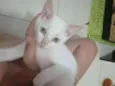 Branquinho