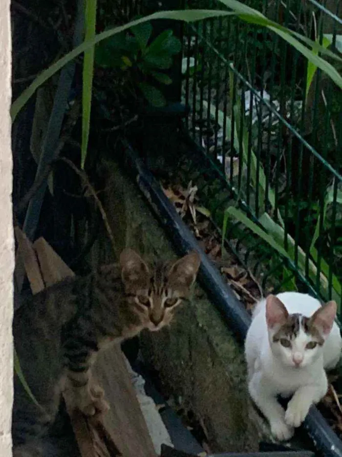 Gato ra a SRD idade 2 a 6 meses nome NA