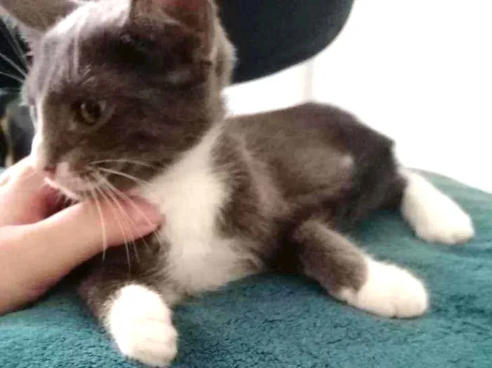 Gato ra a SRD idade 2 a 6 meses nome Cinzinha