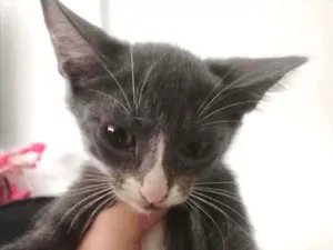 Gato raça SRD idade 2 a 6 meses nome Cinzinha