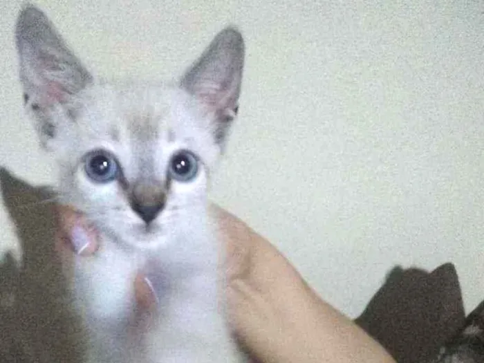 Gato ra a Aparentemente siamês com SRD idade Abaixo de 2 meses nome Não tem.nome