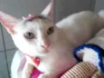 Lilica