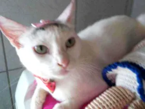 Gato raça Comum idade 2 anos nome Lilica