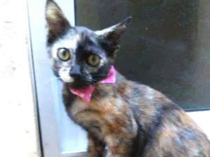 Gato raça Comum idade 2 a 6 meses nome Nina