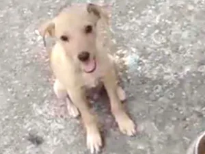 Cachorro raça SRD idade 2 a 6 meses nome BILLY