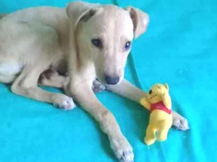 Cachorro ra a SRD idade 2 a 6 meses nome BILLY