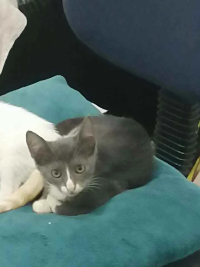 Gato ra a SRD idade 2 a 6 meses nome Cinzinha