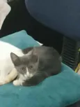 Cinzinha
