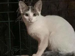 Gato raça SRD idade 2 a 6 meses nome NA