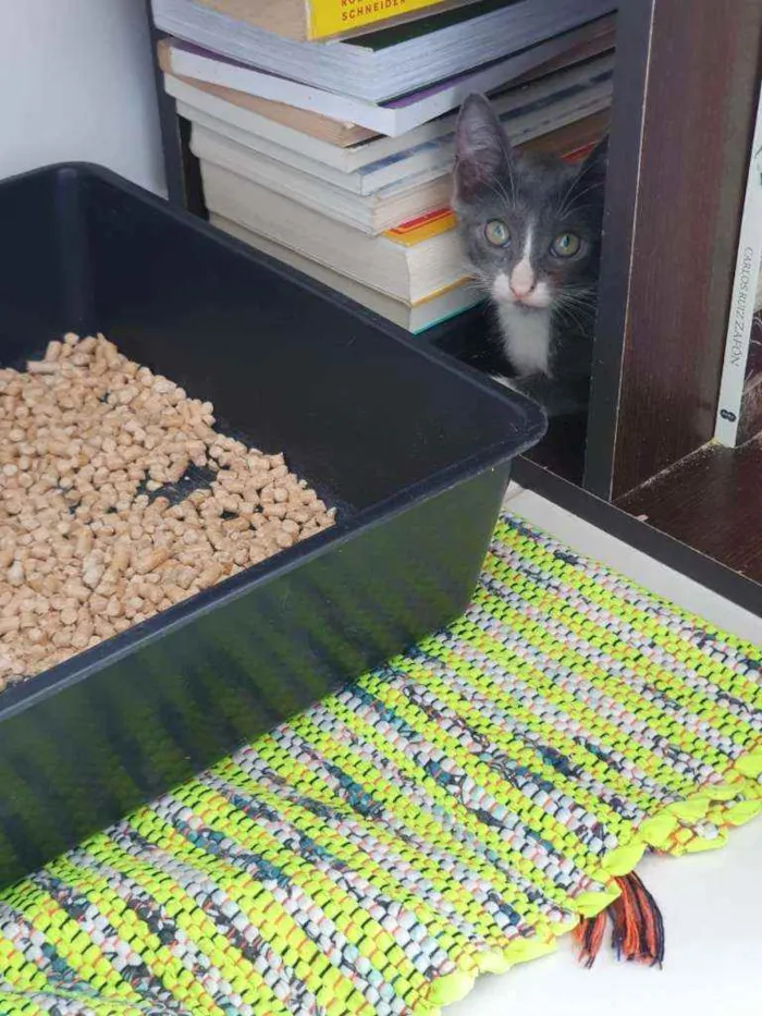 Gato ra a SRD idade 2 a 6 meses nome Cinzinha
