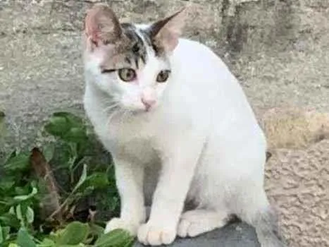 Gato ra a SRD idade 2 a 6 meses nome NA