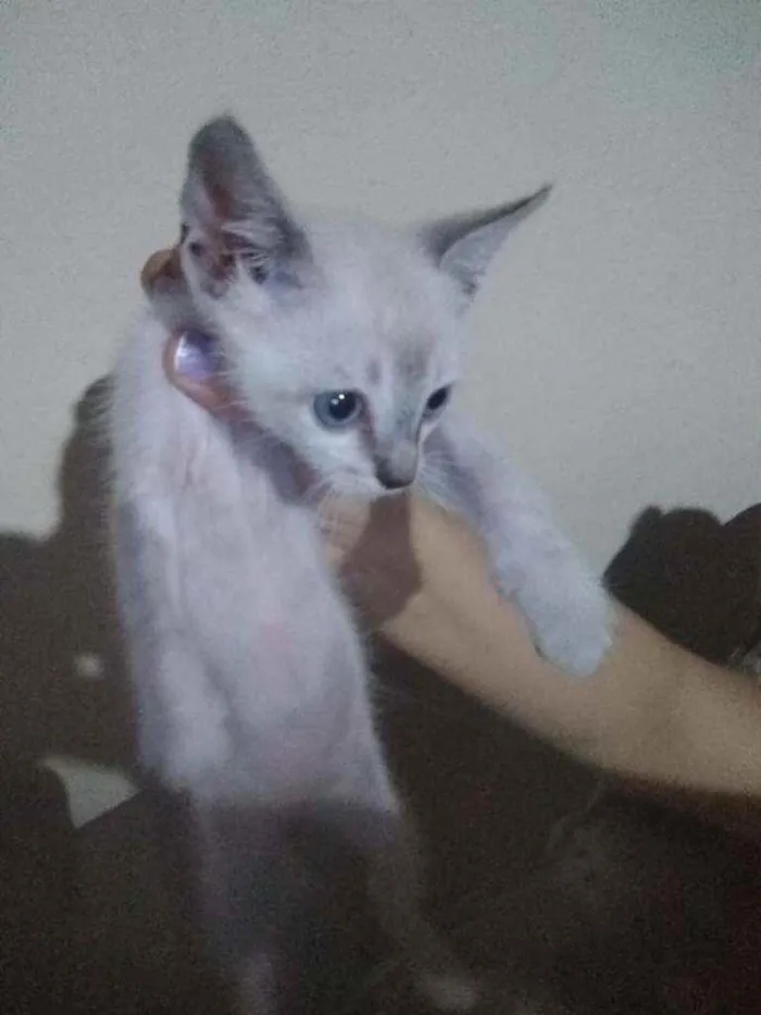 Gato ra a SRD idade Abaixo de 2 meses nome Sem nome