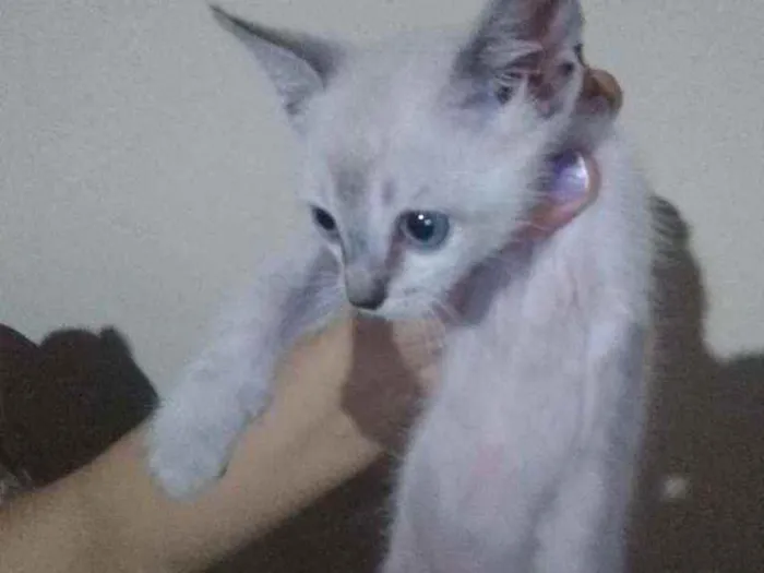 Gato ra a SRD idade Abaixo de 2 meses nome Sem nome